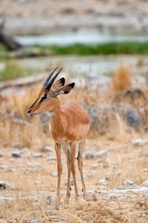 Black-nosed impala (Aepyceros petersi), antelope, ungulate, in Etosha National Park, savannah,
