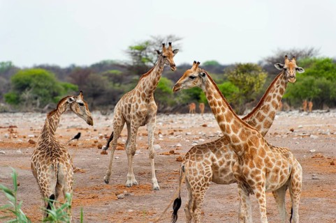 Angolan giraffe (Giraffa giraffa angolensis) giraffe, herd, group, several, walking, Etosha