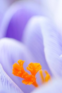 Crocus (Crocus sp.), minimalist close-up, macro shot of a flower in purple and white (striped) with