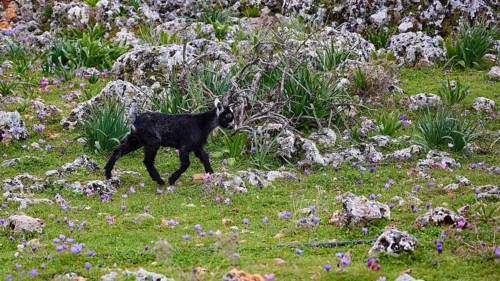 A black goatling (caprae) explores a rocky area with green vegetation, Aradena Gorge, Aradena,