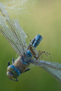 Wasp spider (Argiope bruennichi) with king dragonfly (Anax imperator), Emsland, Lower Saxony,