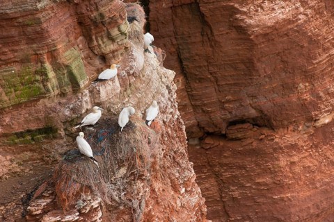 Northern gannet (Morus bassanus) (synonym: Sula bassana), several adult birds and chicks in