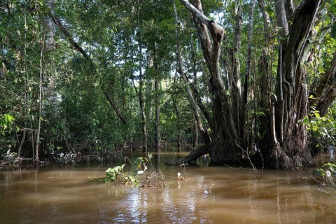Flooded Rainforest trees, Amazonas state, Brazil, South America