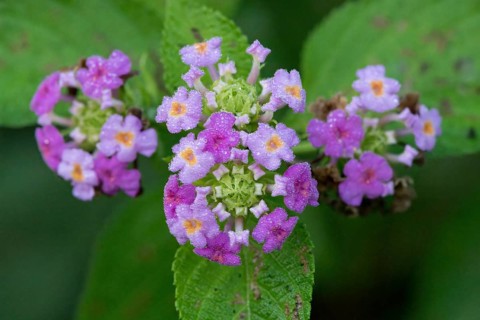 Purple lantana flower, Amazonian rainforest, Amazonas state, Brazil, South America