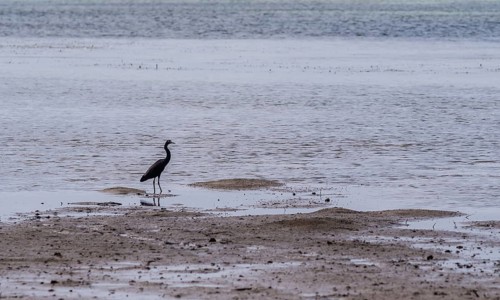 Pacific reef heron standing in shallow water next to the shoreline