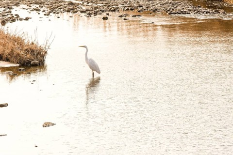 Great egret with yellow beak standing in shallow water of river with rocky shore in background