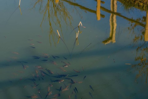 Closeup of a school of small fish swimming at the surface of a pond near short white reeds with
