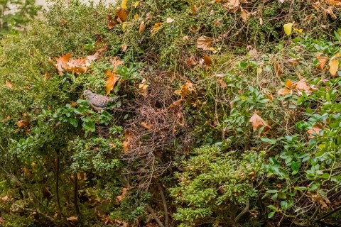 Oriental turtledove perched on cotoneaster berry bush
