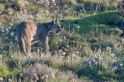 Cougar (Cougar concolor), silver lion, mountain lion, cougar, panther, small cat, Torres del Paine