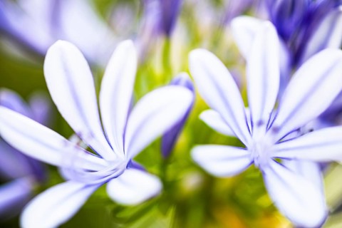 Blue flowers of an ornamental lily (Agapanthus), Capolieveri, Elba, Tuscan Archipelago, Tuscany,