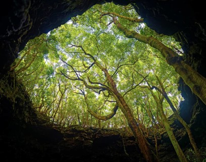 Sunlit entrance to the lava tunnel Gruta das Torres Trees and glowing treetops, Gruta das Torres,