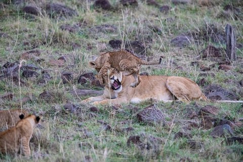 Lion (Panthera leo) Masai Mara Kenya