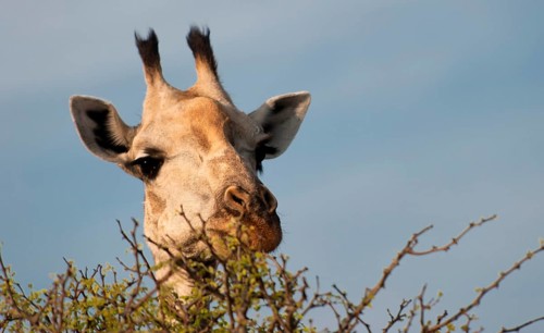 Angolan giraffe (Giraffa angolensis), animal, ungulate, head, head portrait, eats, eating, travel,