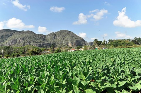 Tobacco plantation, tobacco leaves, tobacco plant (Nicotiana), tobacco cultivation in Valle de