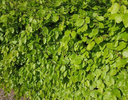 Hazel tree leaves