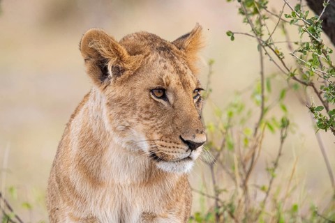 Lion (Panthera leo) Masai Mara Kenya