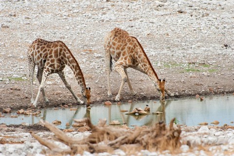 Angolan giraffe (Giraffa giraffa angolensis) drinking at Okaukuejo waterhole in Etosha National