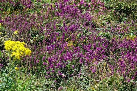 Heath landscape on the Cap de la Chevre, Crozon peninsula, Finistere department, Brittany region,