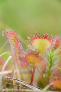 Common sundew (Drosera rotundifolia), close-up of the carnivorous plant protected by the Federal