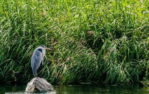 Little blue heron standing on a large stone in a river in front of tall grasses and reeds