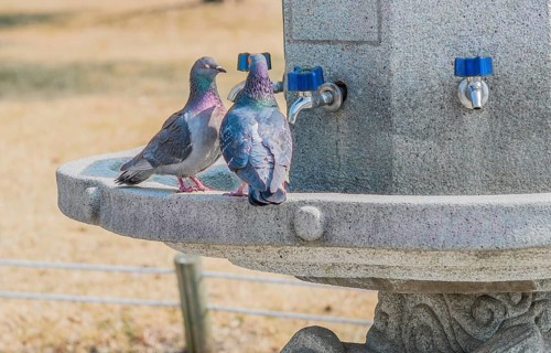 Two pigeons together in a concrete water fountain with blue handle on chrome faucets