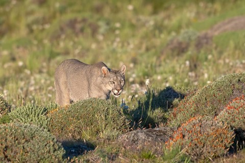Cougar (Cougar concolor), silver lion, mountain lion, cougar, panther, small cat, Torres del Paine