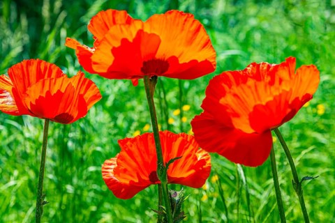 Red flowers of the Turkish poppy (Palaver orientale), Botanical Garden, Munich, Upper Bavaria,