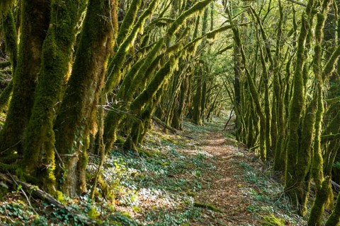 Hiking trail through forest with moss, valley of the Loue, Lizine, near Besancon, Departement