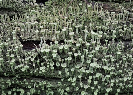 Pixie cup lichen Cladonia asahinae