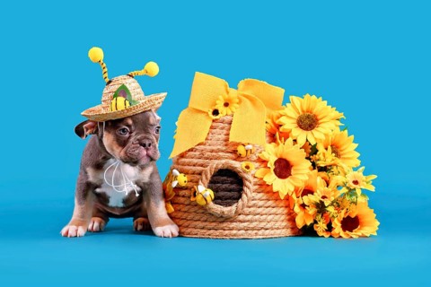Blue tan French Bulldog dog puppy wearing bee antler summer straw hat next to beehive and flowers