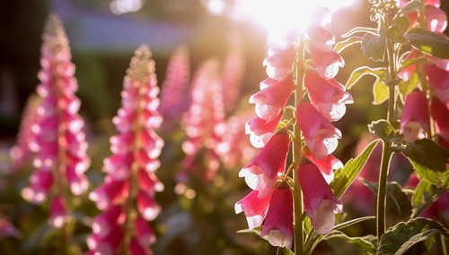 Sunset light filters through pink Digitalis ferruginea â€˜Gigantea flowers in a peaceful garden, AI