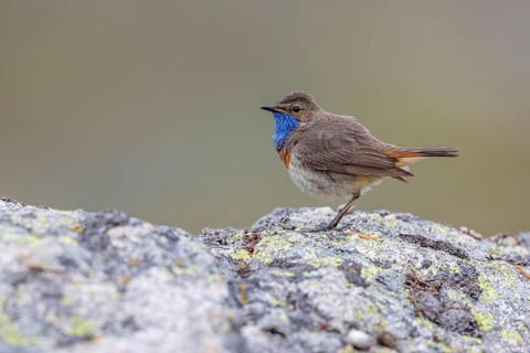 Bluethroat (Luscinia svecica), male, on stone, Castilla y Leon province, Picos de Europa, Spain,