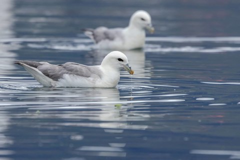 Northern fulmar (Fulmarus glacialis), swimming in the harbour basin, Iceland, Europe