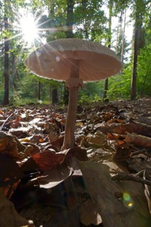 Parasol mushroom (Macrolepiota procera) (Common giant umbrella mushroom) Hesse, Germany, Europe