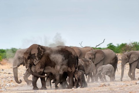 African elephant (Loxodonta africana) in Etosha National Park, herd, elephant herd, family, animal,