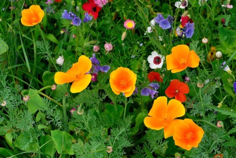 Yarrow (Achillea), mallow (Malva), yellow marguerites (Leucanthemum), poppy (Papaver rhoeas),