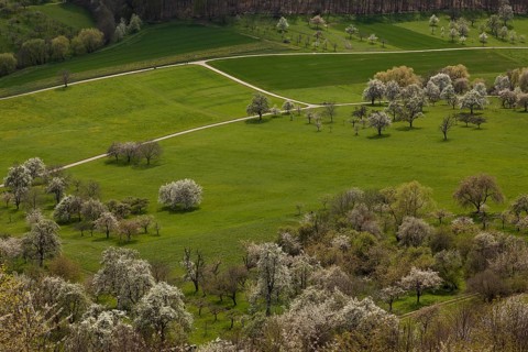 Orchard meadows near Weilheim an der Teck, Swabian Alb. Cherry blossom, apple blossom and pear