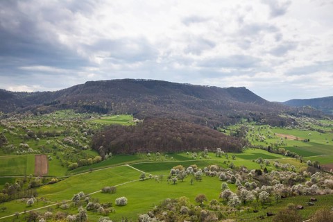 Orchard meadows near Weilheim an der Teck, Swabian Alb. View of the Breitenstein. Cherry blossom,