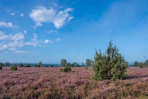 Heath landscape, flowering common heather (Calluna vulgaris), common juniper (Juniperus communis),