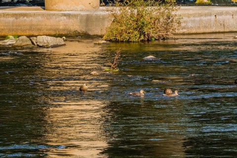 Four spot-billed ducks together in river near bridge on a bright sunny morning