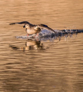 Spot-billed duck landing in a river with wings outstretched