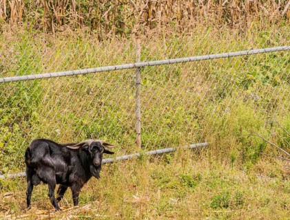 Closeup of large black goat with long horns in front of chain link fence