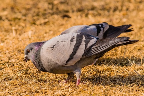 Close up of pigeon on the ground looking for food in dry brown grass