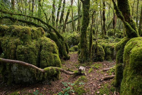 Hiking trail through forest with moss, valley of the Loue, Lizine, near Besancon, Departement