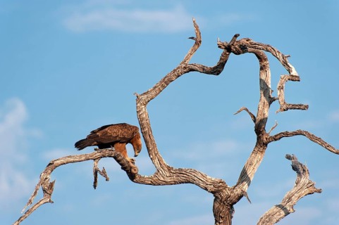 Eagle eats a snake, tree, prey, wilderness, wild, bird, dead, wildlife, Namibia, Africa
