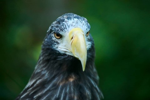 Steller's sea eagle (Haliaeetus pelagicus) portrait, captive, Germany, Europe