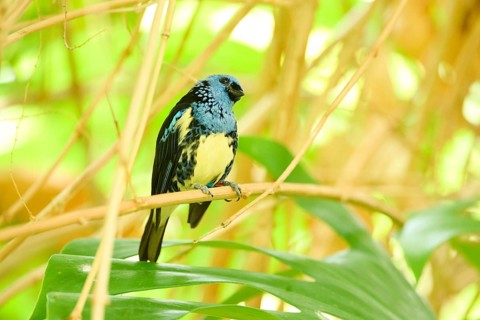Opal-rumped tanager (Tangara velia) sitting on a branch, Bavaria, Germany, Europe