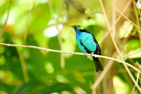 Paradise tanager (Tangara chilensis) sitting on a branch, Bavaria, Germany, Europe