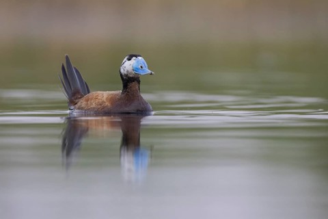 White-headed Duck (Oxyura leucocephala), El Taray wetland, Castilla-La Mancha, Spain, Europe