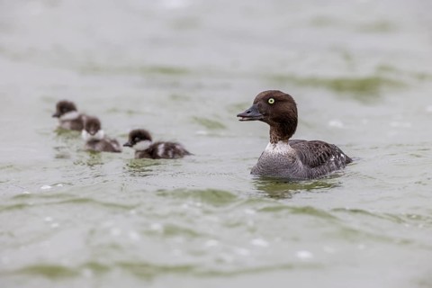 Barrow's goldeneye (Bucephala islandica), female with chicks, young birds, Laxa River, Lake Myvatn,
